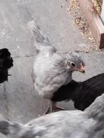Kippen, Dieren en Toebehoren, Pluimvee, Vrouwelijk, Kip