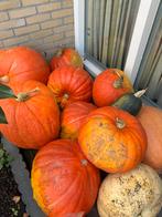 Pompoenen 1 euro per kilo (eetbaar), Diversen, Levensmiddelen, Ophalen