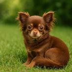Prachtige chocokleur Chihuahua, 6 jaar of ouder, CDV (hondenziekte), Teef, Eén hond