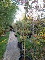 Acer buergerianum drietandesdoorn, Ophalen, Bloeit niet, Halfschaduw, Overige soorten