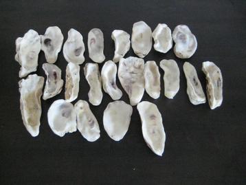22 x mooie grote oesterschelpen maat L/XL (9 cm t/m 13 cm) beschikbaar voor biedingen