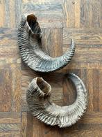 Set van 2 Mouflon Hoorns - 24cm, Ophalen of Verzenden