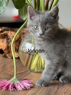 Britse korthaar/ maine coon kittens, Dieren en Toebehoren, Katten en Kittens | Raskatten | Langhaar, Ontwormd