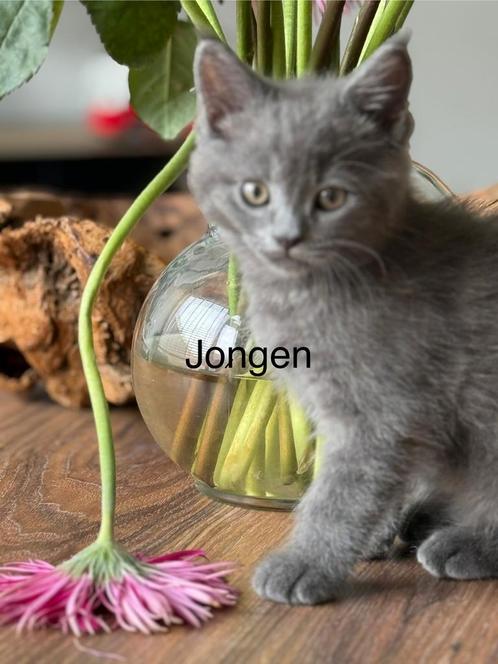 Britse korthaar/ maine coon kittens, Dieren en Toebehoren, Katten en Kittens | Raskatten | Langhaar, Ontwormd