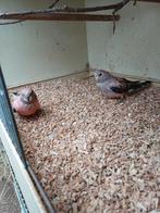 Bourke parkiet, Dieren en Toebehoren, Vogels | Parkieten en Papegaaien, Meerdere dieren, Parkiet