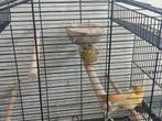 Een koppel gloster en 3 losse, Dieren en Toebehoren, Meerdere dieren, Postuurkanarie