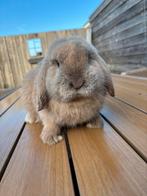 Kruising tussen een minilops en nhd, Mannelijk, Dwerg