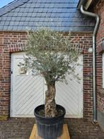 AANBIEDING: TOPPRIJZEN VOOR DEZE OUDE DIKKE OLIJFBOMEN, In pot, Halfschaduw, Ophalen of Verzenden, 100 tot 250 cm