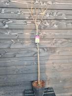 Limelight hortensia op stam, Ophalen of Verzenden, Hortensia, Struik, 100 tot 250 cm