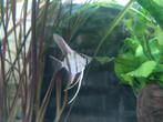 Maanvissen te koop €4, Dieren en Toebehoren, Vissen | Aquariumvissen, Vis