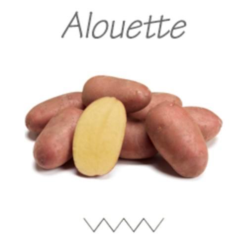 Pootaardappelen Alouette BIOLOGISCH, Tuin en Terras, Planten | Tuinplanten, Groenteplanten, Ophalen