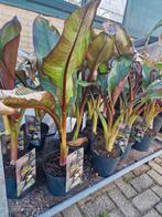 Ensete ventricosum maurelli, Ophalen of Verzenden, Zomer, Volle zon