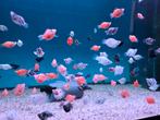 Balloon Molly mix - Koidreams Viswekerij, Dieren en Toebehoren, Vis, Zoetwatervis