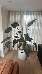 Philodendron kamerplant groot, Huis en Inrichting, Ophalen, Halfschaduw