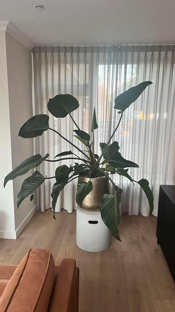 Philodendron kamerplant groot, Huis en Inrichting, Kamerplanten, Halfschaduw, Ophalen