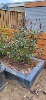 Mooie plant 140cm hoog red Robin glansmispel, Ophalen of Verzenden