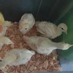 3 Kalkoen kuikens beschikbaar. Bourbon, Dieren en Toebehoren, Pluimvee, Geslacht onbekend, Kalkoen