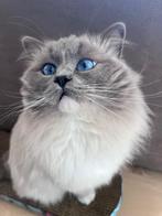 Ragdoll dekkater ter dekking, Dieren en Toebehoren, Katten en Kittens | Dekkaters, 0 tot 2 jaar