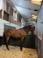 Goed ontwikkelde hengst uit 2023 (Chaplin X Padinus), Dieren en Toebehoren, Paarden, Springpaard, Met stamboom, 0 tot 2 jaar, Hengst