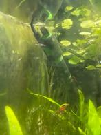 Jonge guppen, Dieren en Toebehoren, Vissen | Aquariumvissen, Vis