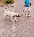 Kangal pup, Dieren en Toebehoren, Honden | Herdershonden en Veedrijvers, Particulier, Rabiës (hondsdolheid), 15 weken tot 1 jaar