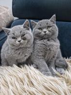 Britse korthaar kittens, Dieren en Toebehoren, Katten en Kittens | Raskatten | Korthaar, Poes, Ontwormd, 0 tot 2 jaar