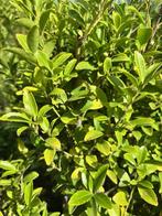 Ilex Crenata, Tuin en Terras, Planten | Struiken en Hagen, Ophalen, Hulst, Minder dan 100 cm