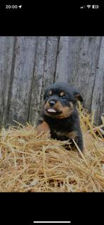 Mooie rottweiler pups Nog 2 reutjes beschikbaar, Dieren en Toebehoren, Honden | Bulldogs, Pinschers en Molossers, 8 tot 15 weken