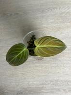 Philodendron Melanochrysum, Ophalen of Verzenden, Overige soorten, Minder dan 100 cm