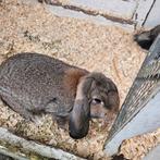 Franse Hangoor Konijnen 2 jonge voedsters, Dieren en Toebehoren, Konijnen