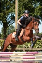 Betrouwbare lieve C-pony, Dieren en Toebehoren, Pony's, Merrie