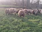 17 bonte ooilammeren, Dieren en Toebehoren, Schapen, Geiten en Varkens, Mannelijk, Schaap
