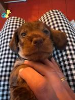 Standaard Ruwhaar Teckel pups met FCI Stamboom, Standaard, Nederland, CDV (hondenziekte), 8 tot 15 weken