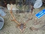 mooi groot Franse herten gewei, Verzamelen, Ophalen, Gebruikt, Hert, Gewei of Kop