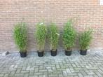 Fargesia Nitida Volcano, niet woekerende bamboe!!!, Ophalen, Bamboe, Haag, 100 tot 250 cm