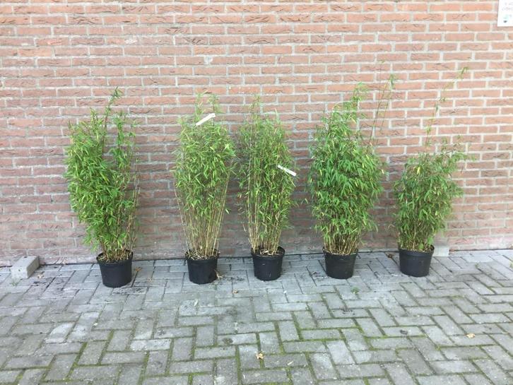 Fargesia Nitida Volcano, niet woekerende bamboe!!!, Tuin en Terras, Planten | Struiken en Hagen, Haag, Bamboe, 100 tot 250 cm