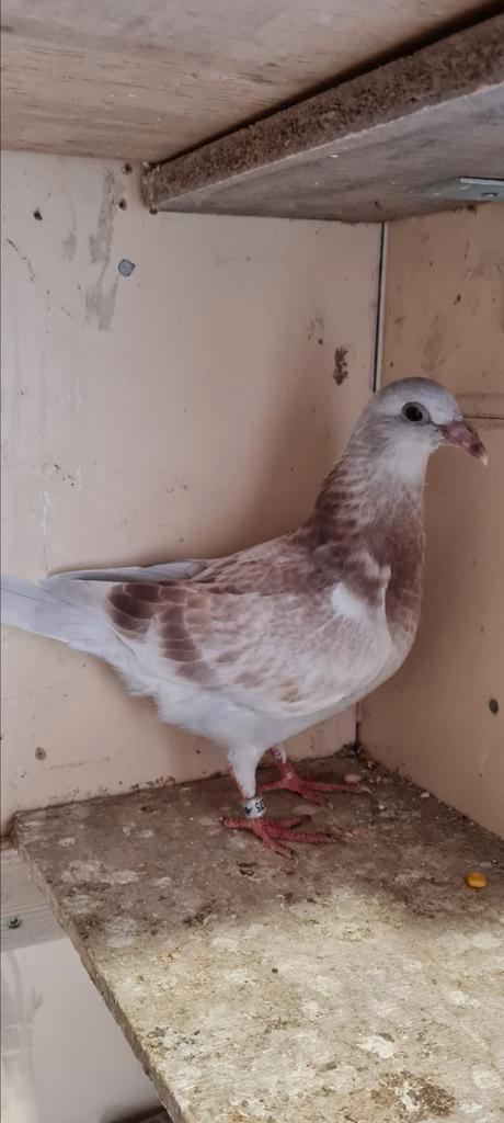 Prachtig koppeltje jonge postduiven., Dieren en Toebehoren, Vogels | Duiven, Postduif, Meerdere dieren