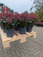 Skimmia Japonica Rubella - Vaste Plant, Vaste plant, Halfschaduw, Lente, Ophalen