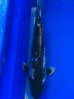 Kikokuryu, Dieren en Toebehoren, Karper of Koi