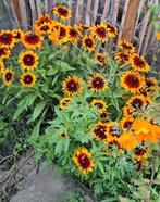 Rudbeckia Hirta, Ophalen of Verzenden, Volle zon