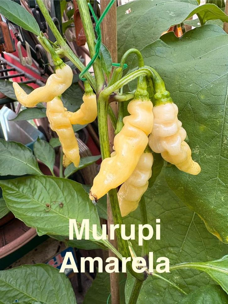 Grote sorting zaden van bijzondere pepers en paprika’s, Tuin en Terras, Bloembollen en Zaden, Zaad, Voorjaar, Volle zon, Ophalen of Verzenden