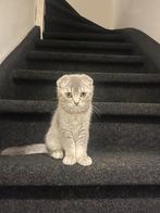 Korthaar 5 maanden jonge, Dieren en Toebehoren, Katten en Kittens | Raskatten | Korthaar, Kater, Ontwormd, 0 tot 2 jaar