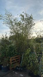 Groene bamboe in kuip hoog rond 4 meter 4 kuipen 49,50, Ophalen, Bloeit niet, Vaste plant, Halfschaduw