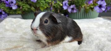 Cavia beertje 4 weken beschikbaar voor biedingen