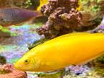 Gele lipvis zeeaquarium, Dieren en Toebehoren, Vissen | Aquariumvissen, Vis, Zoutwatervis