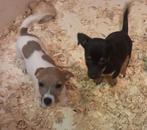 Jack russel pups, Parvo, Jack Russell Terriër, 8 tot 15 weken, Meerdere