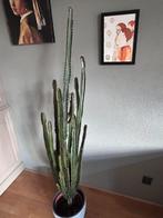 Grote Euphorbia plant, Ophalen, Halfschaduw, 150 tot 200 cm, Groene kamerplant