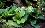 Siberische thee plantjes, Ophalen, Vaste plant, Overige soorten, Volle zon