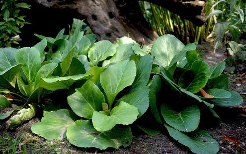 Siberische thee plantjes, Tuin en Terras, Planten | Tuinplanten, Vaste plant, Overige soorten, Volle zon, Ophalen