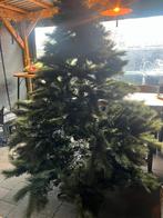 Te koop:Kerstbomen ( Intratuin), Ophalen, Gebruikt
